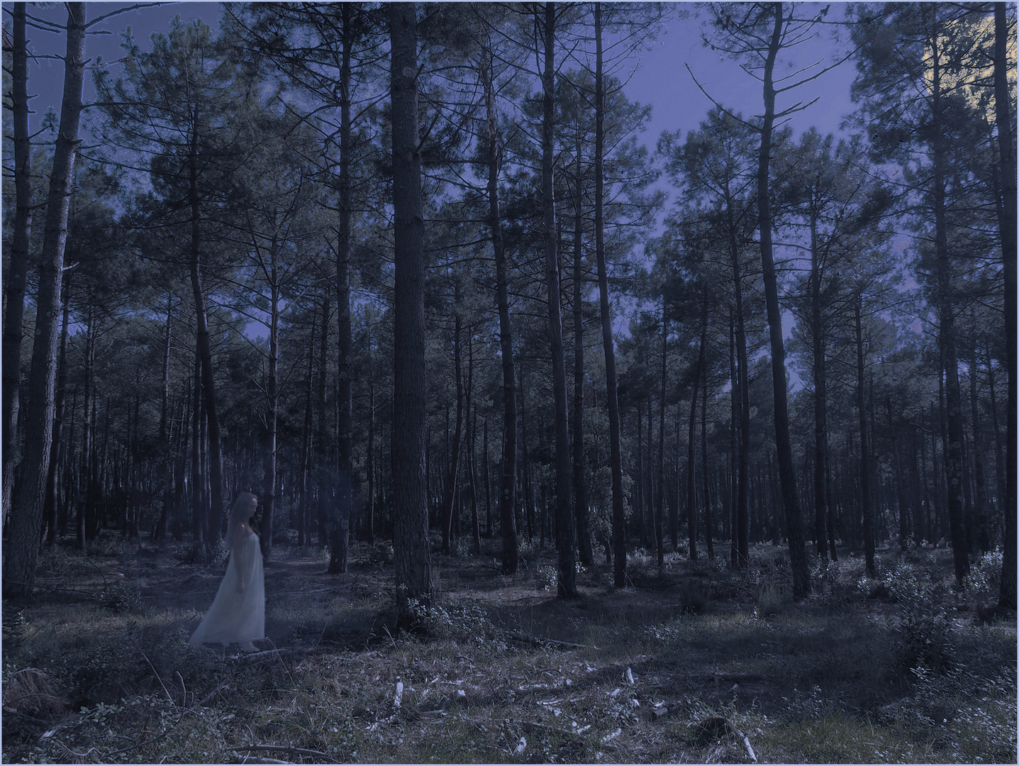 Le fantôme de la forêt des Landes