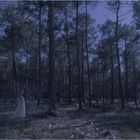Le fantôme de la forêt des Landes