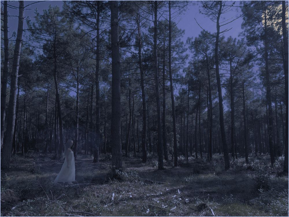 Le fantôme de la forêt des Landes