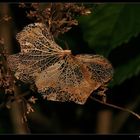 " Le fantôme du papillon hi hi hi "