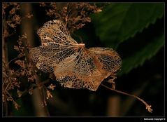 " Le fantôme du papillon hi hi hi "