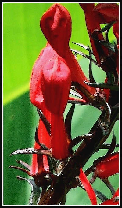 Le fantôme rouge