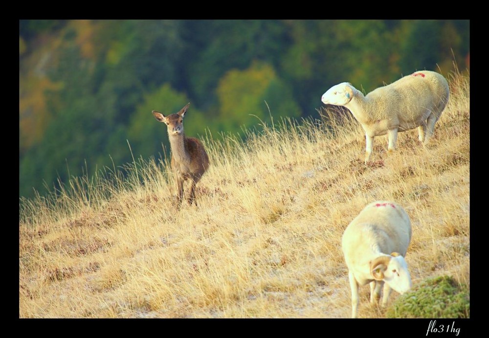 le faon et ces nourrices