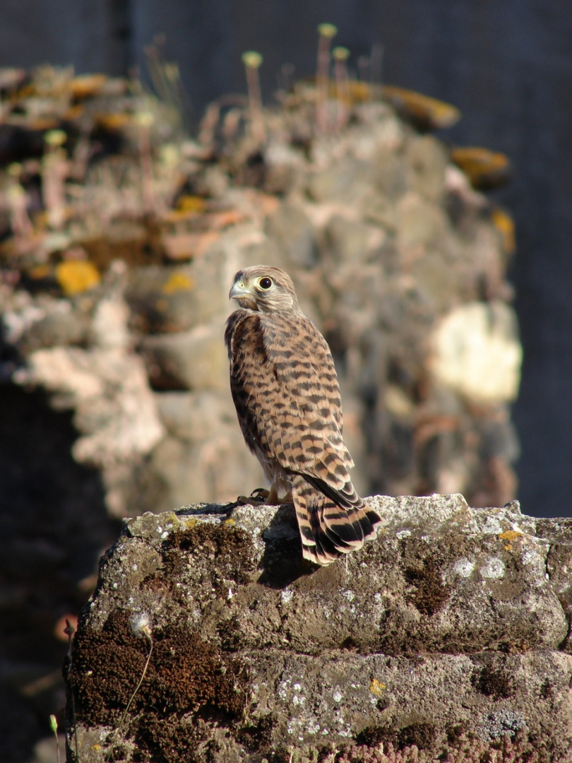 Le Faucon crécerelle (Falco tinnunculus)