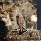 Le Faucon crécerelle (Falco tinnunculus)