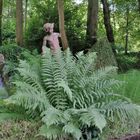 le Faune dans les Fougères au milieu de la Forêt