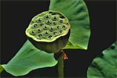 le" faux fruit" du lotus sacré.....