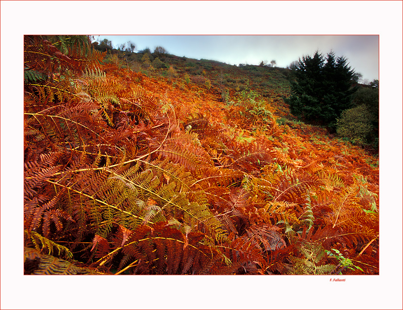 Le felci d'autunno..