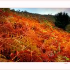 Le felci d'autunno..