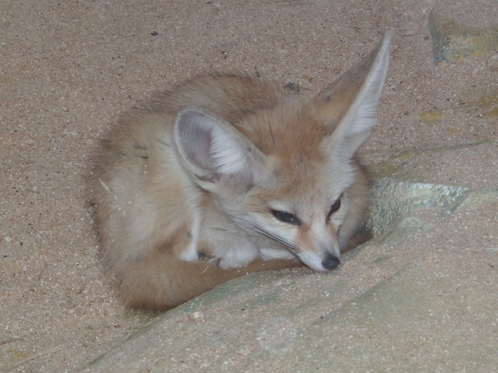 le fennec