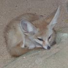 le fennec