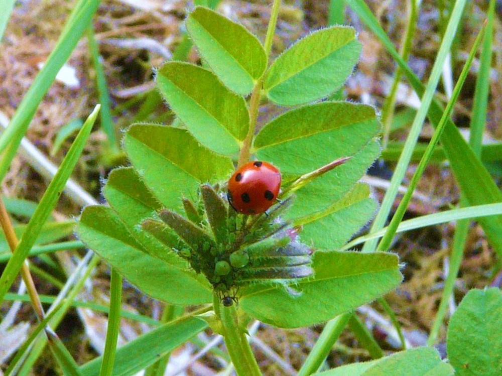 LE FESTIN DE LA COCCINELLE