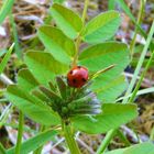 LE FESTIN DE LA COCCINELLE