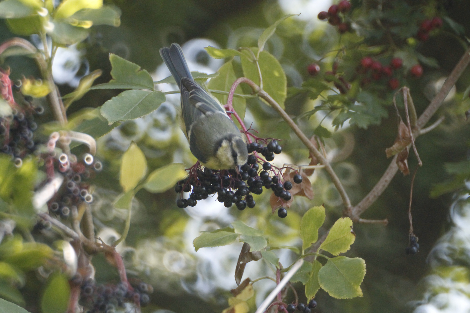 le festin de la mésange