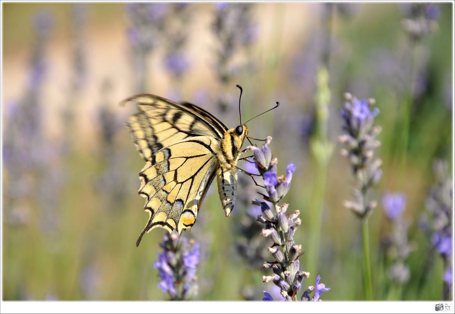 Le festin du papillon