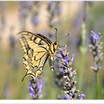 Le festin du papillon