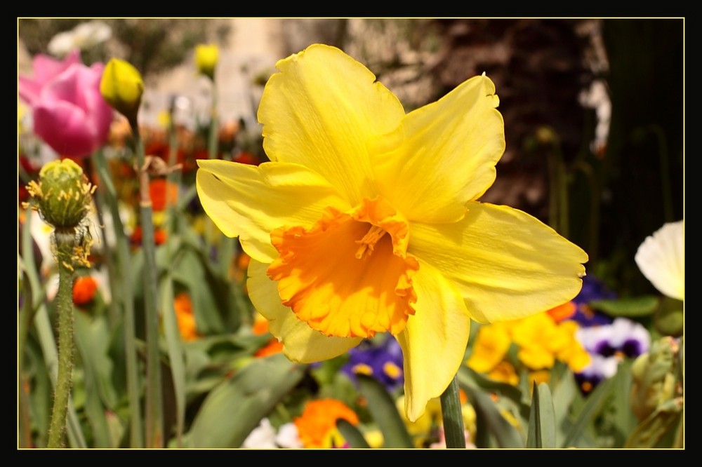 Le festival des fleurs en Avignon