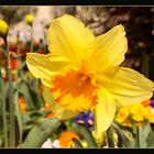 Le festival des fleurs en Avignon