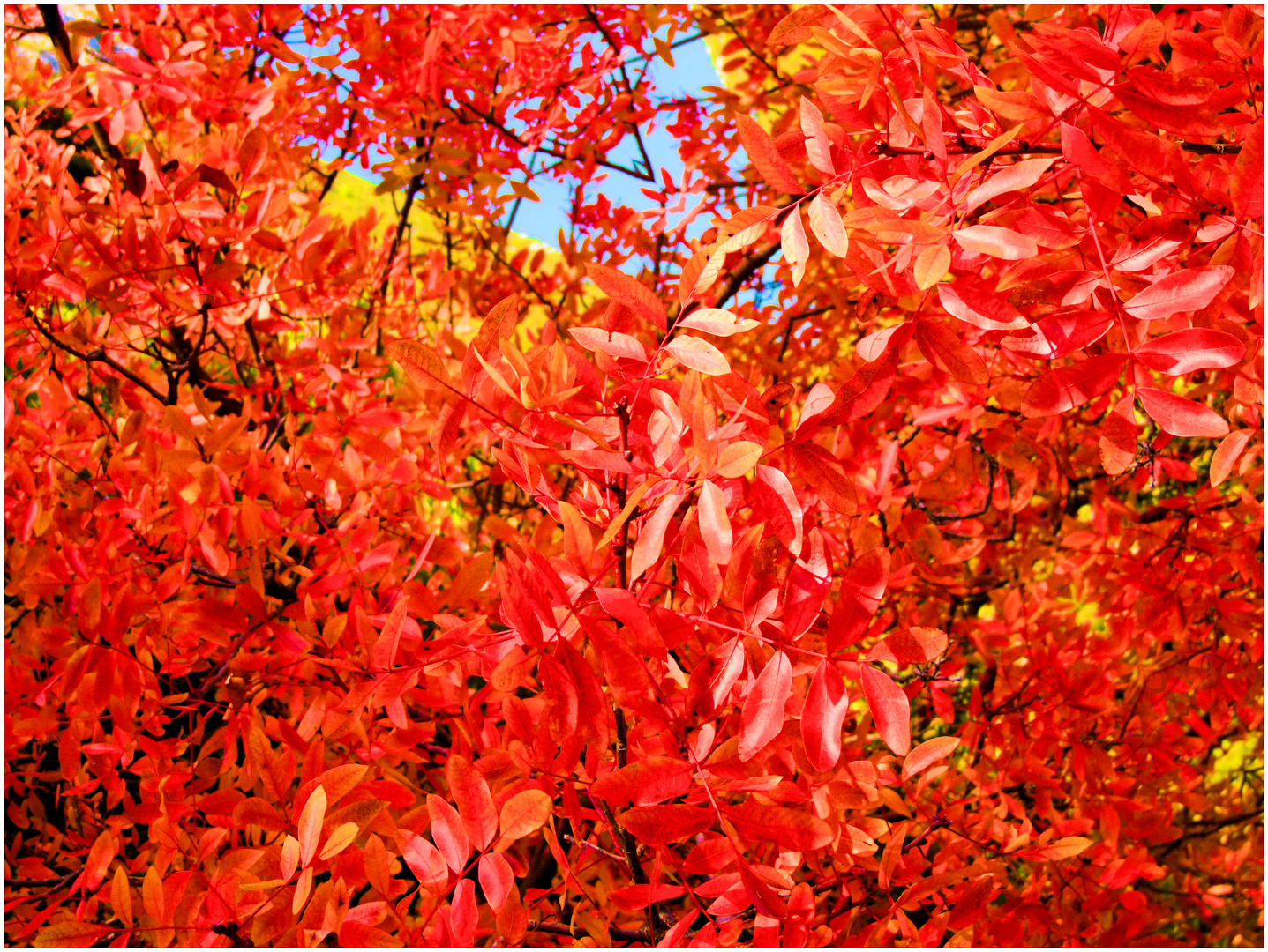 Le feu de l'automne