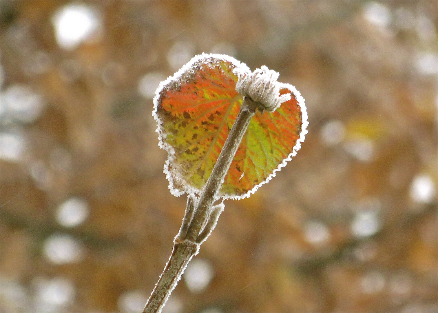 ... le feuille avec givre !!!...