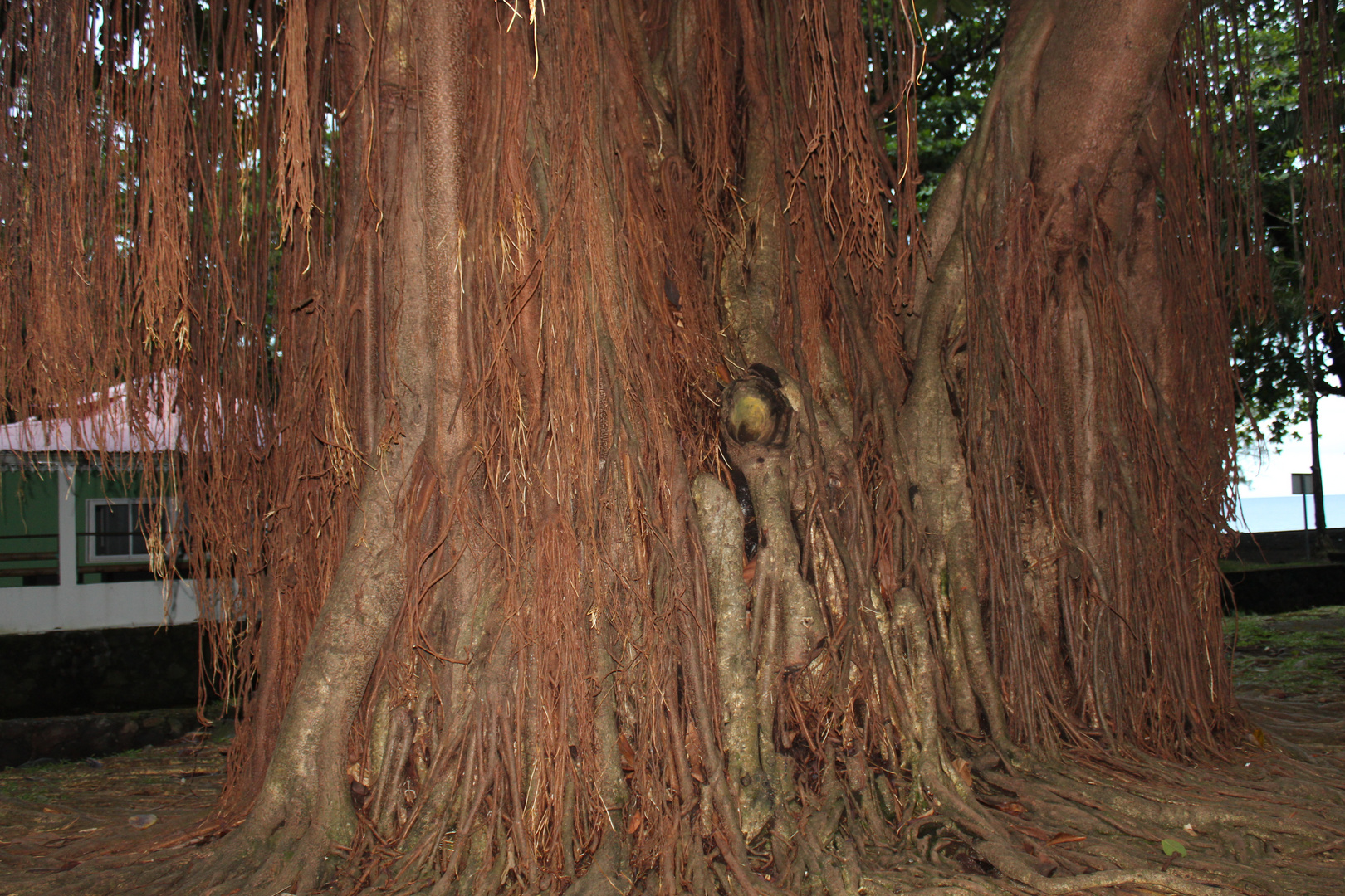 Le Ficus ile de la Reuion