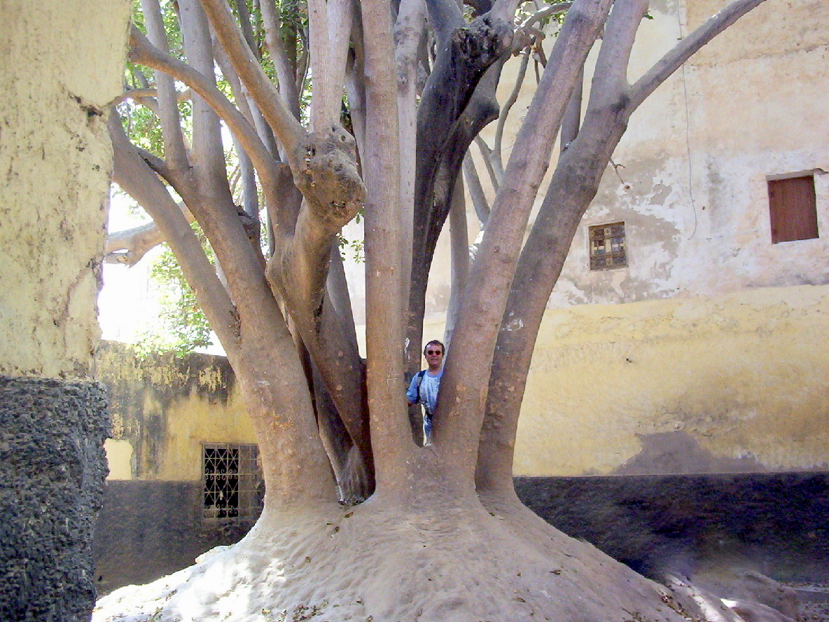 Le Ficus marocain