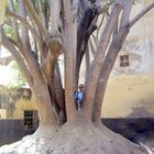 Le Ficus marocain