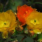 Le figuier de Barbarie (Opuntia ficus-indica)-1_DSC_7391