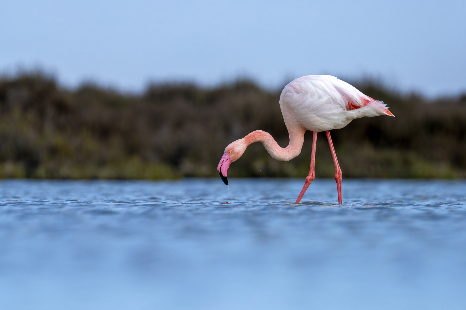 Le flamand rose