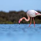 Le flamand rose