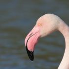 Le Flamant rose