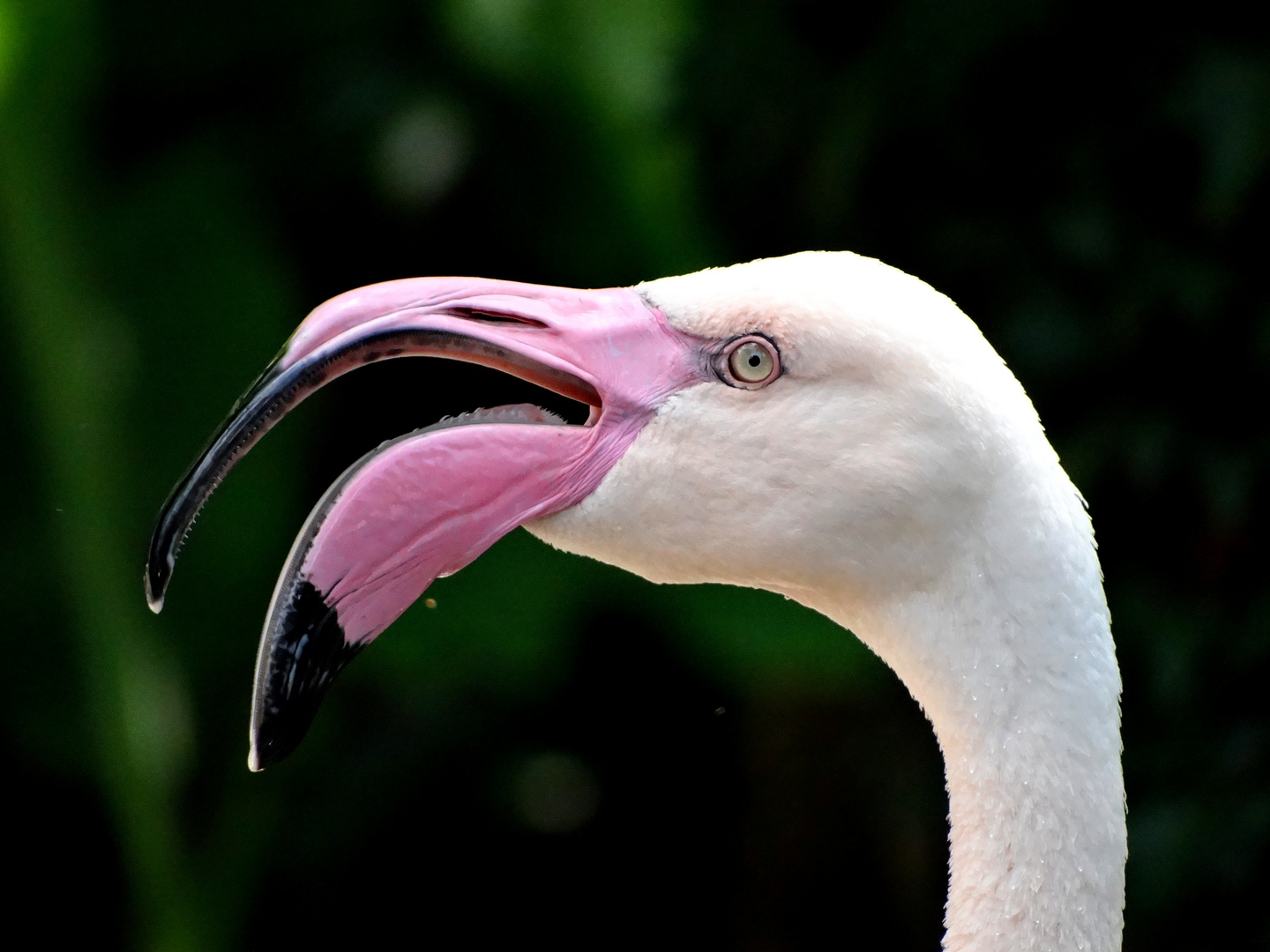 Le Flamant rose