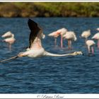 Le flamant Rose