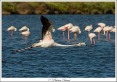 Le flamant Rose