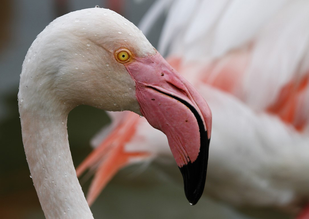 le flamant rose !