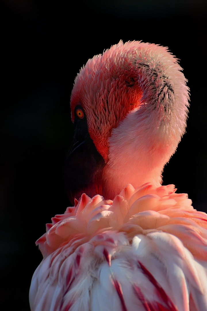 Le Flamant rose