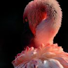 Le Flamant rose