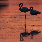 Le Flamant rose au repos