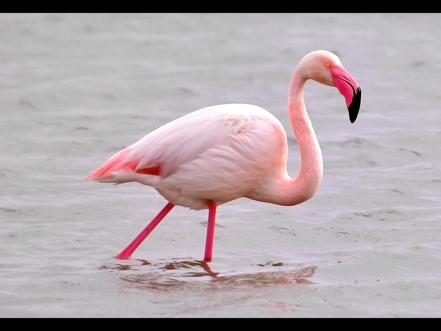 Le Flamant rose