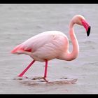 Le Flamant rose