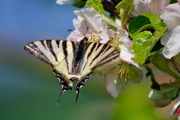 ...le flambé (Segelflieger)!!!...