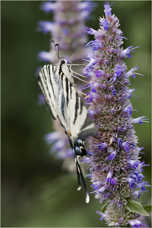 Le Flambé sur Hysope (Iphiclides podalirius)