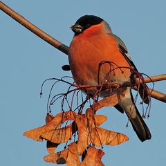 Le flamboyant Bouvreuil