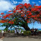 Le Flamboyant de Faaa (Delonix regia)