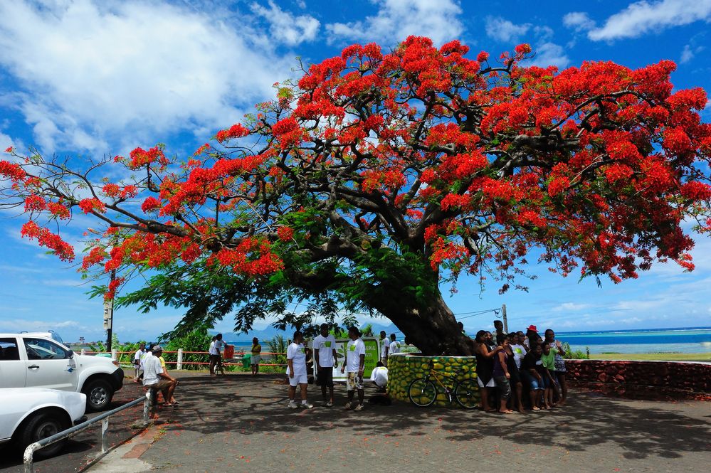 Le Flamboyant de Faaa (Delonix regia)