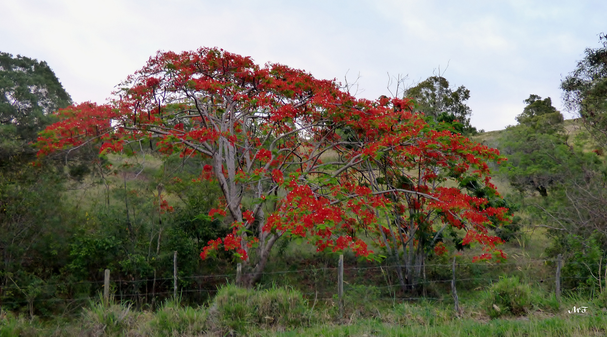 Le flamboyant rouge