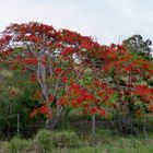 Le flamboyant rouge