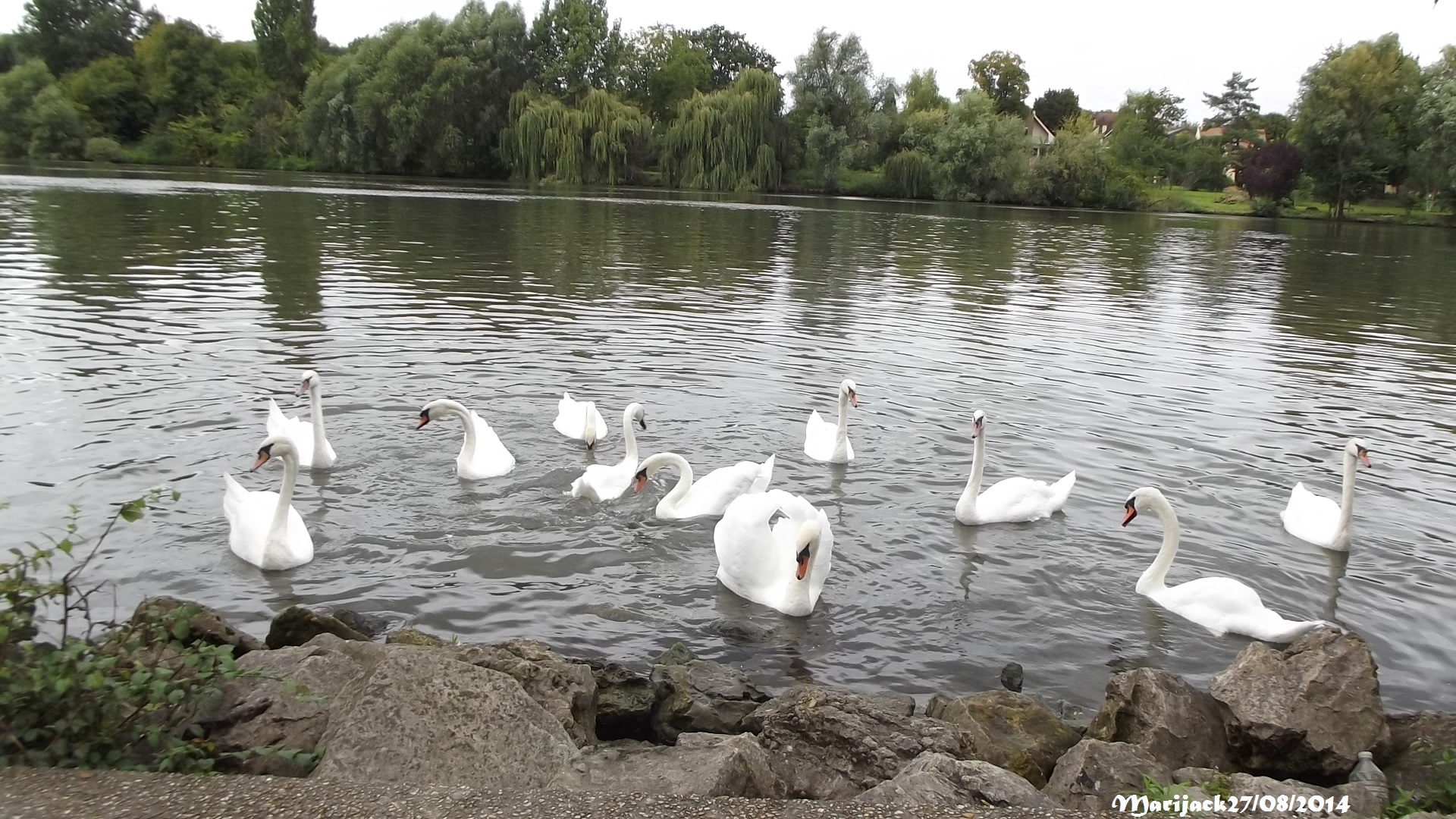 ...Le fleuve des cygnes...