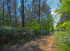 Le forêt des Landes de Gascogne