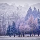 Le froid s'est emparé du parc